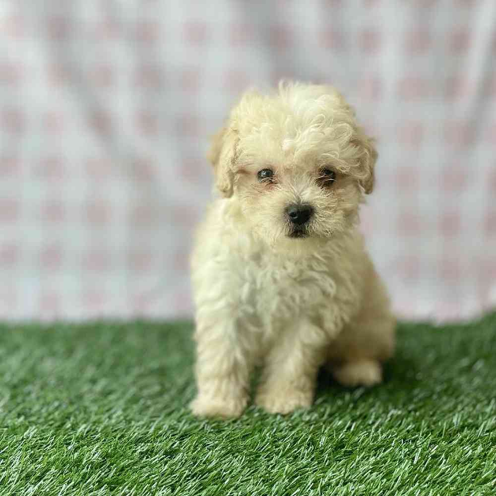 Male Havapoo Puppy for sale