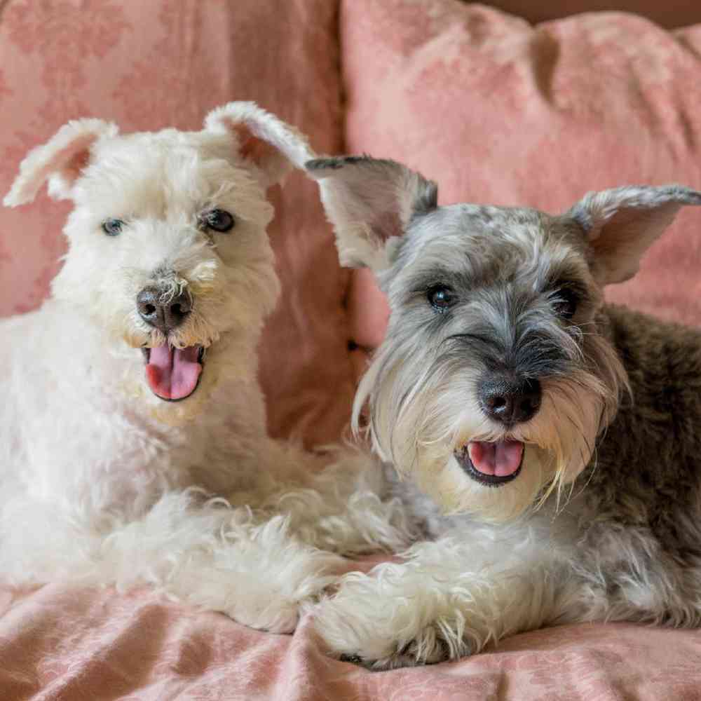 Miniature Schnauzer Dogs Breed - Information, Temperament, Size & Price