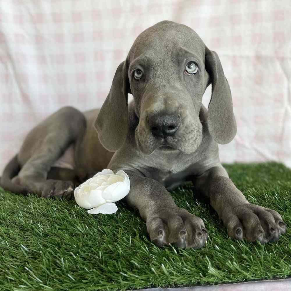 Male Great Dane Puppy for sale