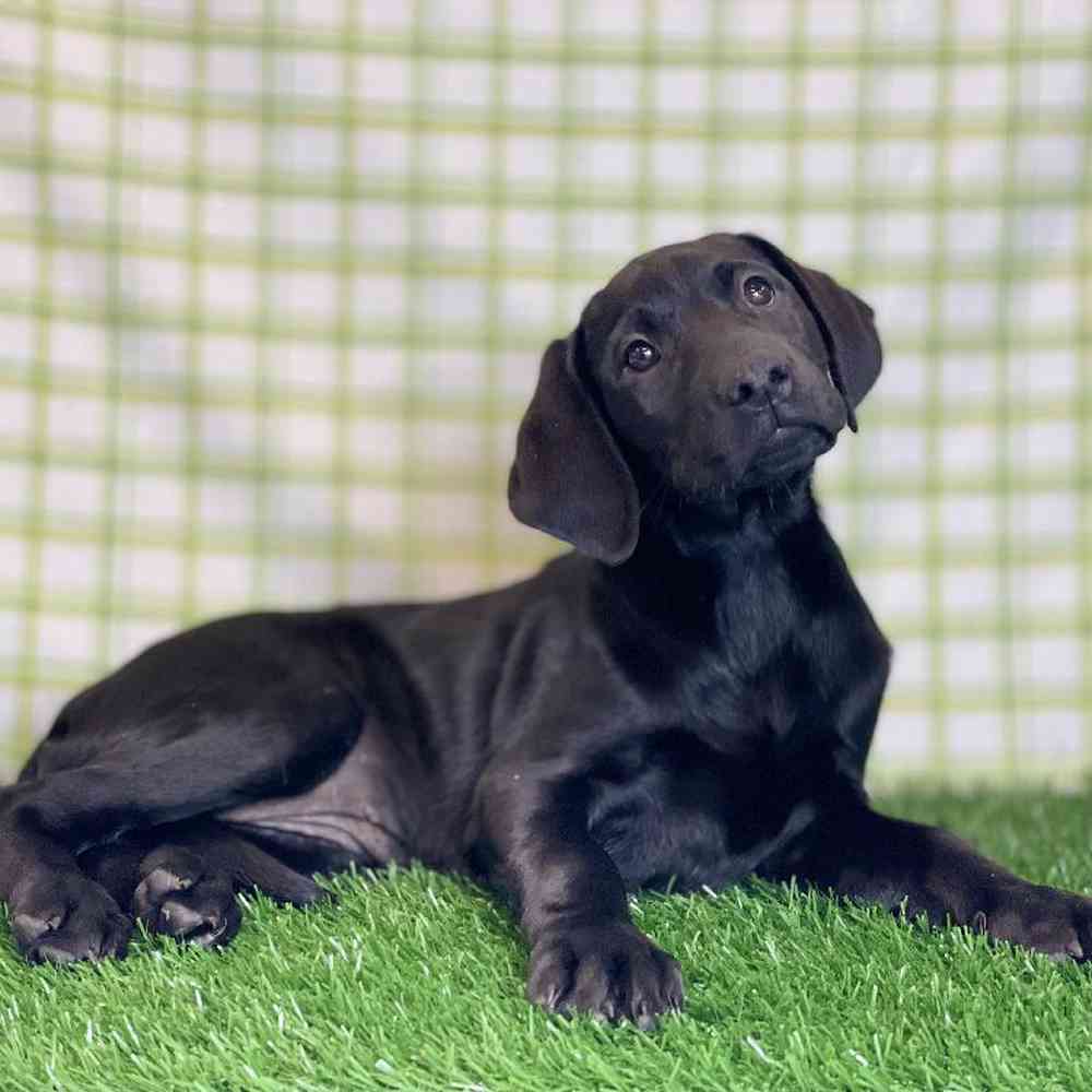 Female Labrador Retriever Puppy for sale