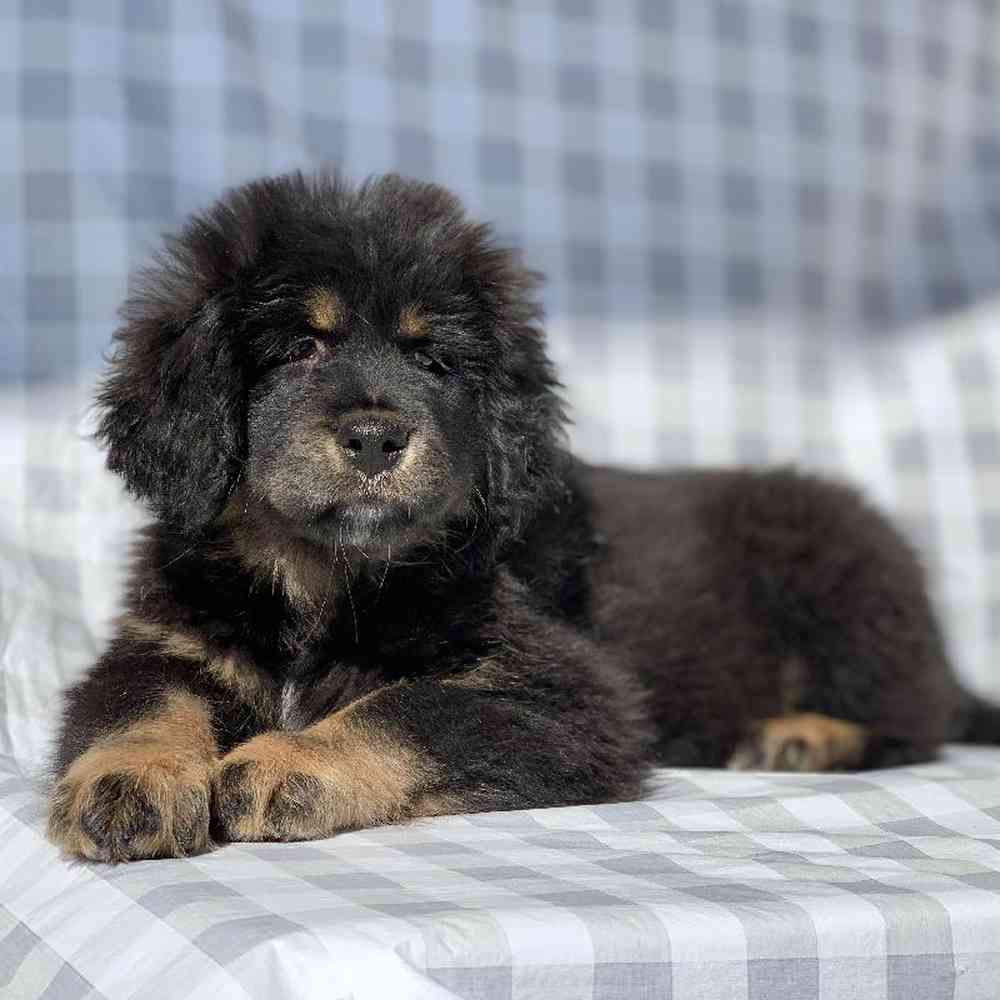 Female Tibetan Mastiff Puppy for sale
