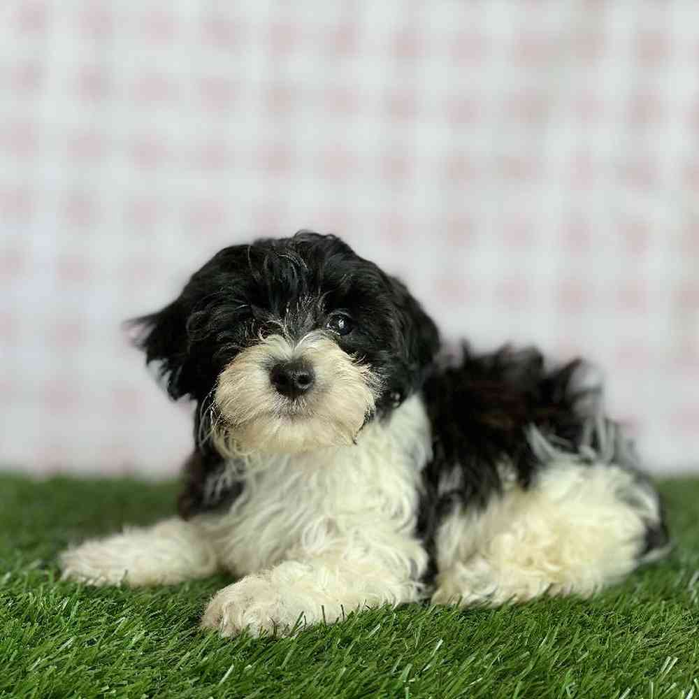 Male Morkiepoo Puppy for sale