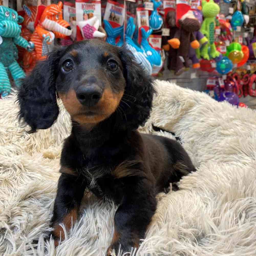Male Mini Dachshund Puppy for sale