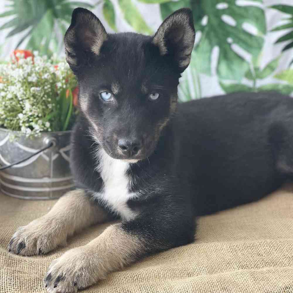 Male Aussie/Husky Puppy for sale
