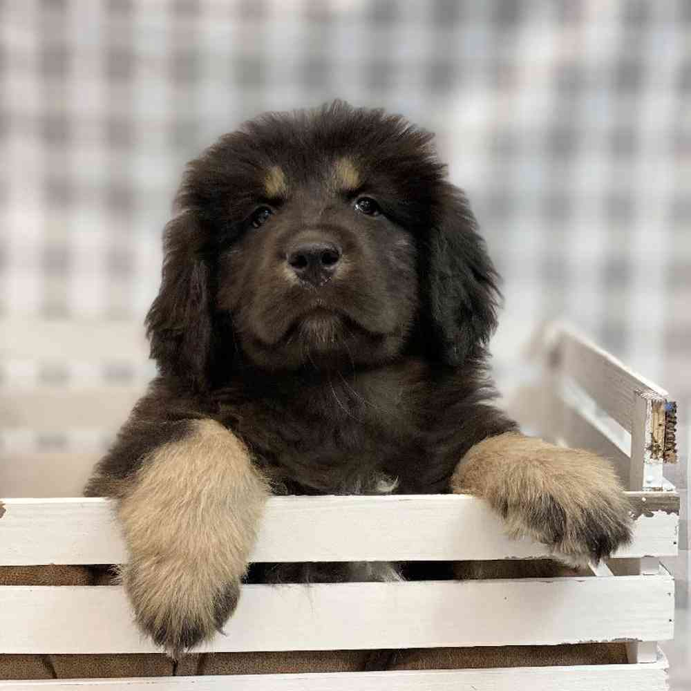 Male Tibetan Mastiff Puppy for sale