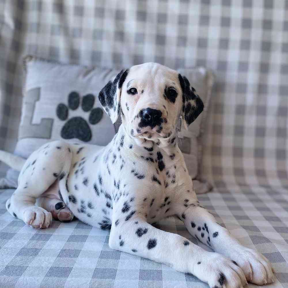 Male Dalmatian Puppy for sale