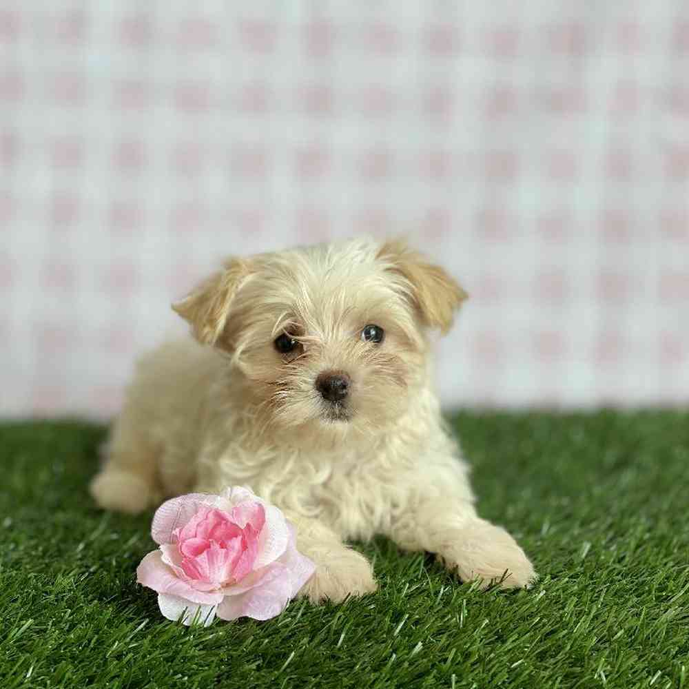 Female Morkie Puppy for sale