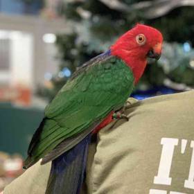 Amboinia King Parrot
