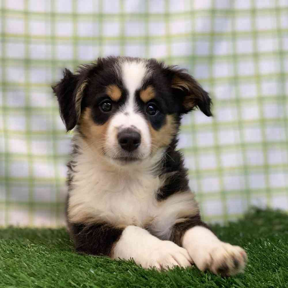 Male Mini Australian Shepherd Puppy for sale