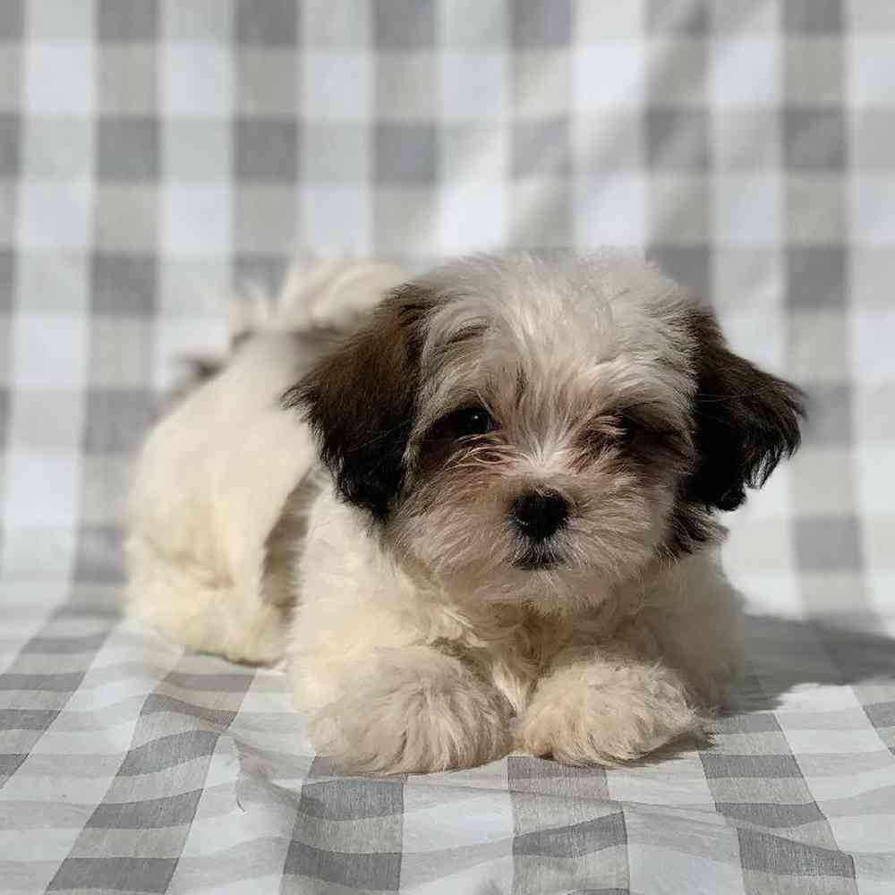 Female Malshi Puppy for sale
