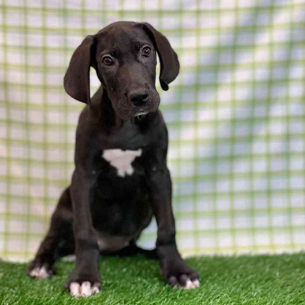 Female Great Dane Puppy for sale